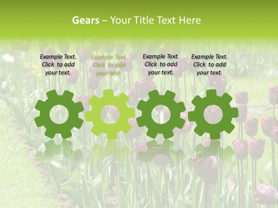 Magenta Tulips In The Garden PowerPoint Template