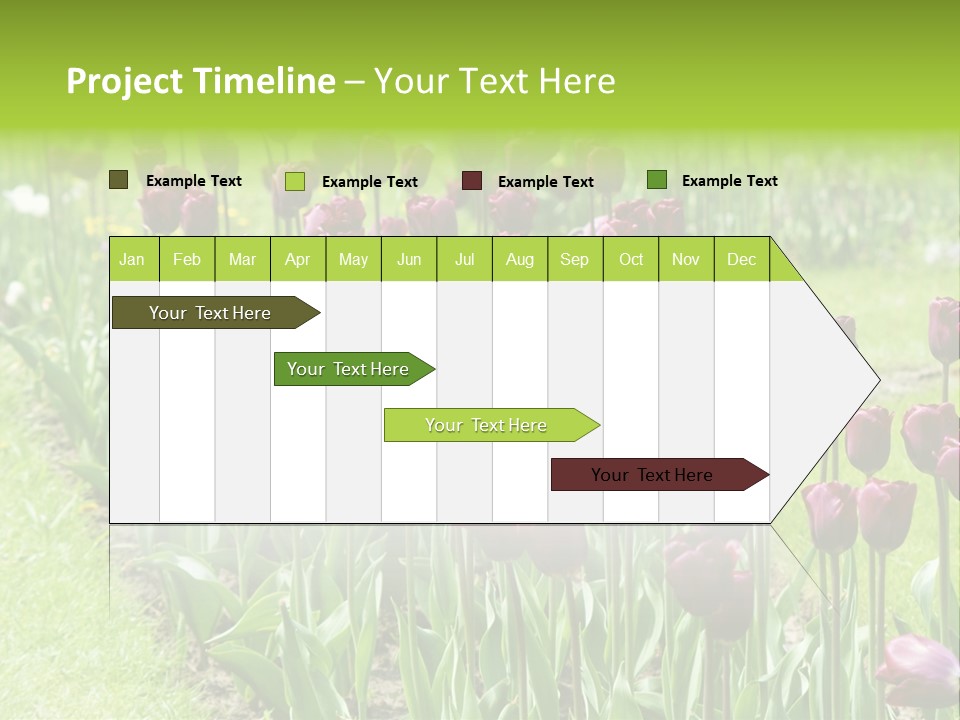 Magenta Tulips In The Garden PowerPoint Template