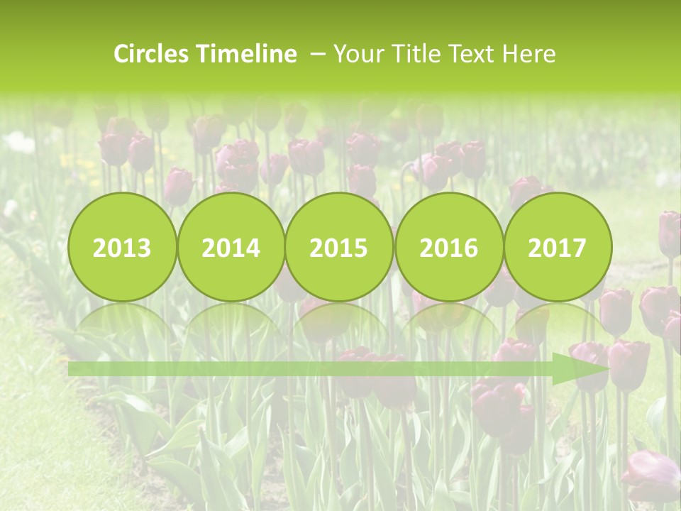 Magenta Tulips In The Garden PowerPoint Template