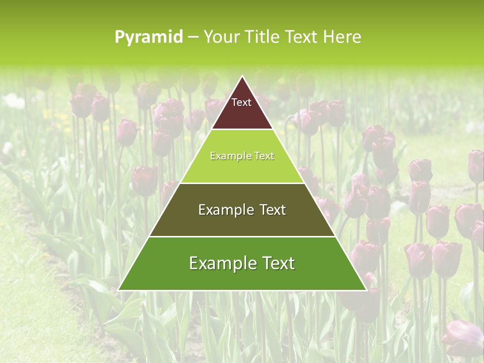 Magenta Tulips In The Garden PowerPoint Template