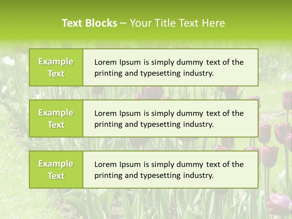 Magenta Tulips In The Garden PowerPoint Template