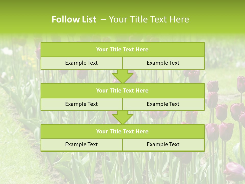 Magenta Tulips In The Garden PowerPoint Template