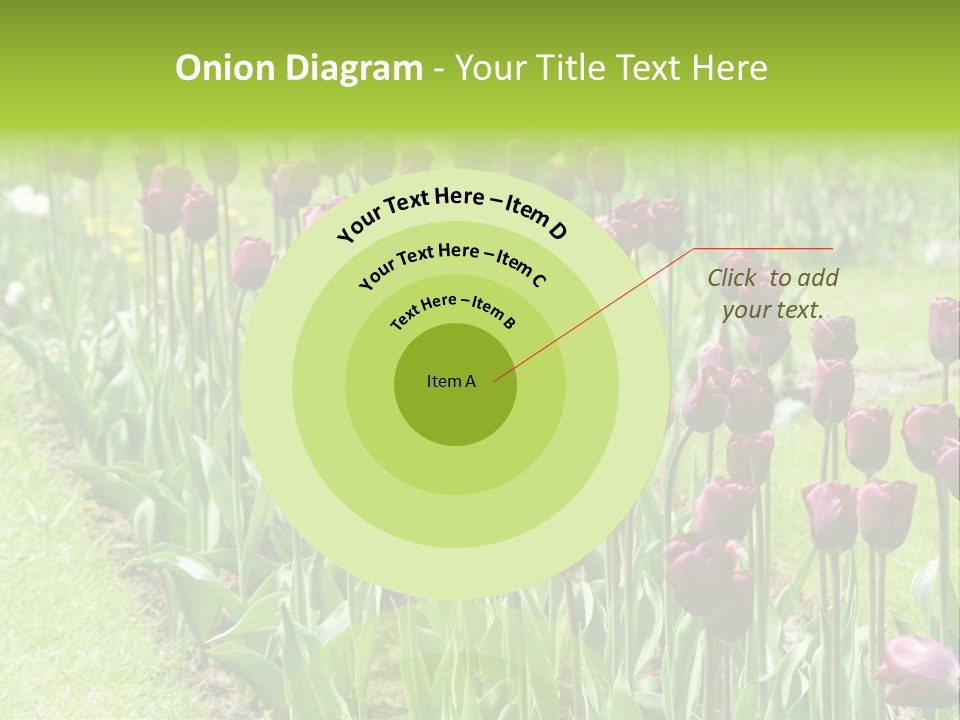 Magenta Tulips In The Garden PowerPoint Template