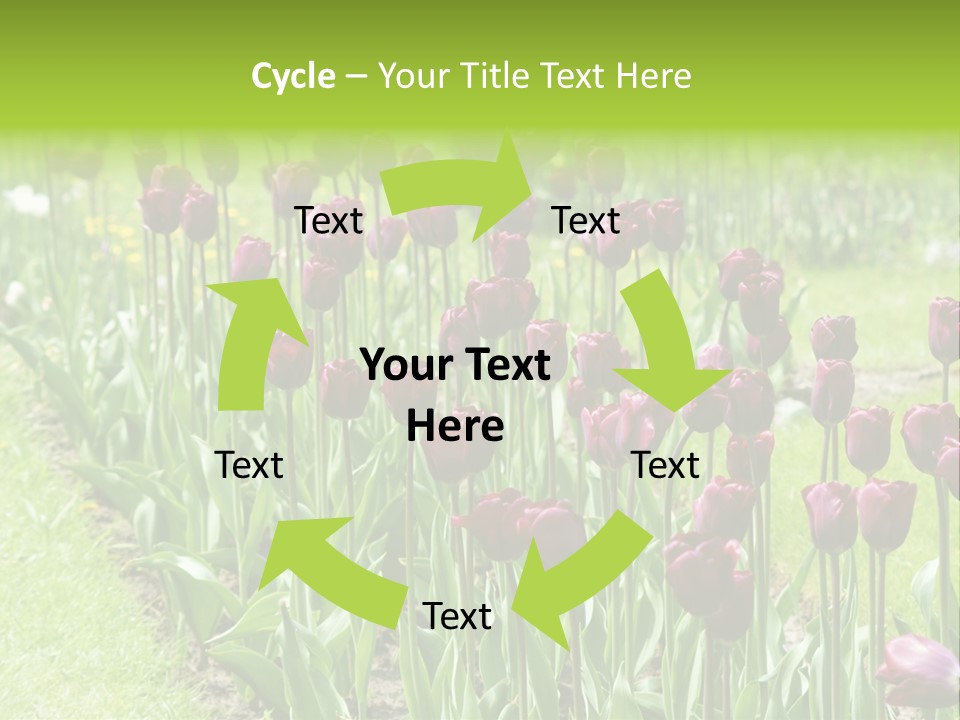 Magenta Tulips In The Garden PowerPoint Template