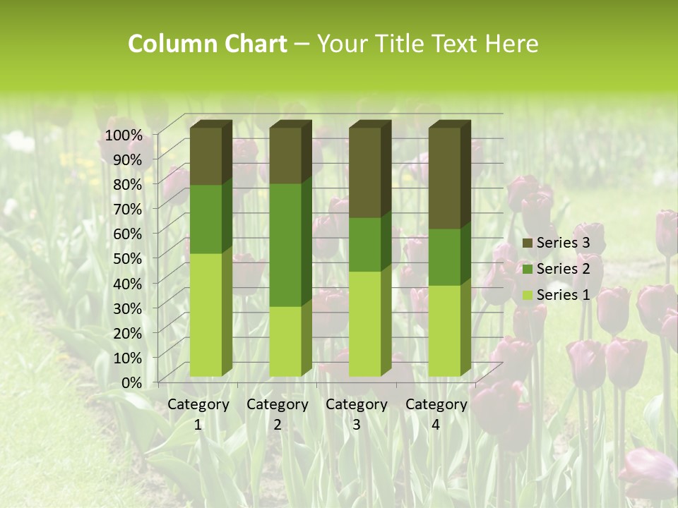 Magenta Tulips In The Garden PowerPoint Template