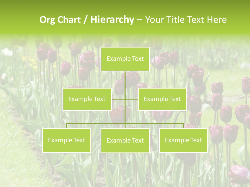 Magenta Tulips In The Garden PowerPoint Template