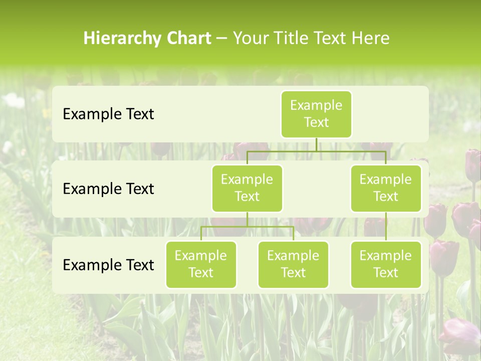 Magenta Tulips In The Garden PowerPoint Template