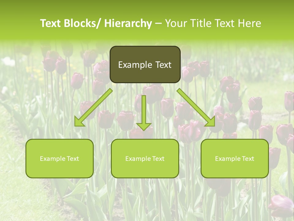 Magenta Tulips In The Garden PowerPoint Template