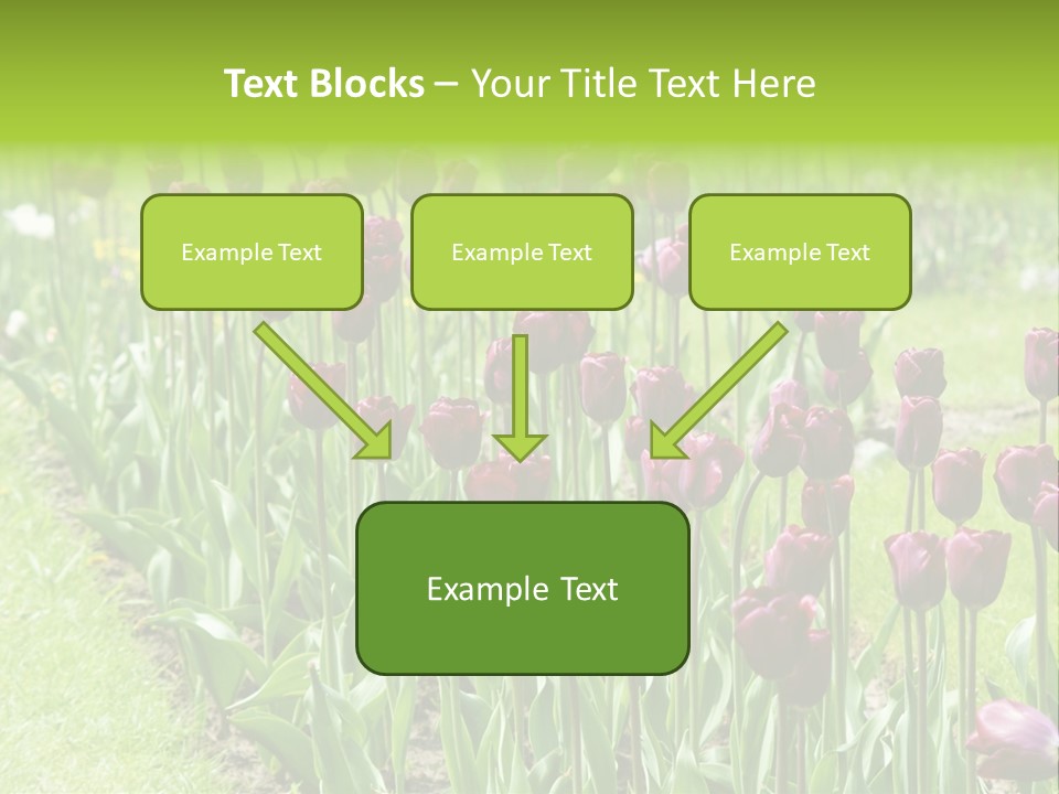 Magenta Tulips In The Garden PowerPoint Template