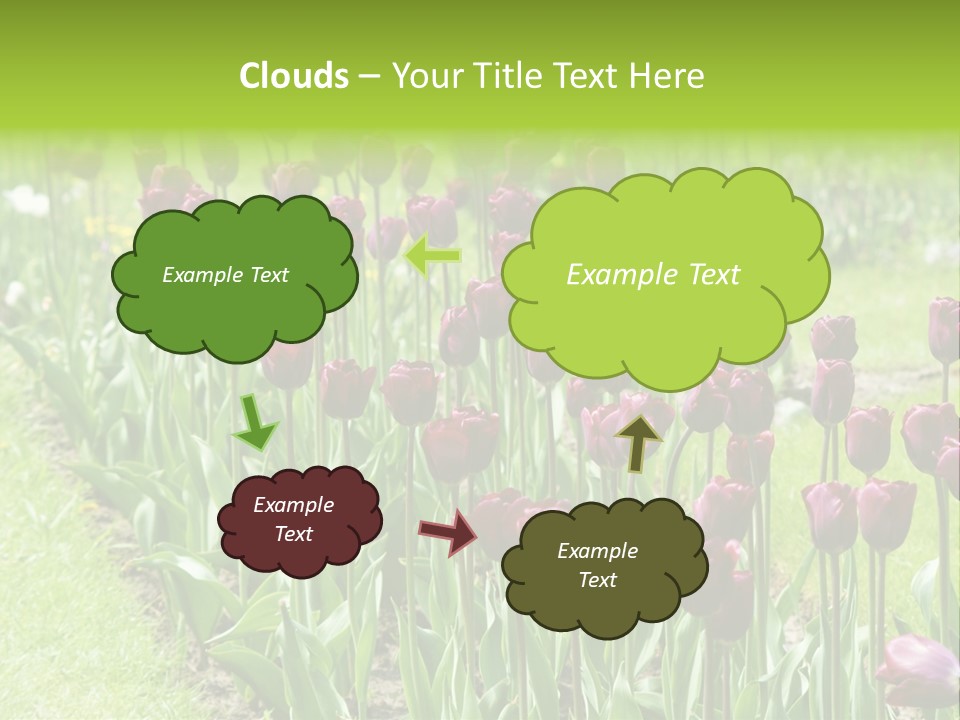 Magenta Tulips In The Garden PowerPoint Template