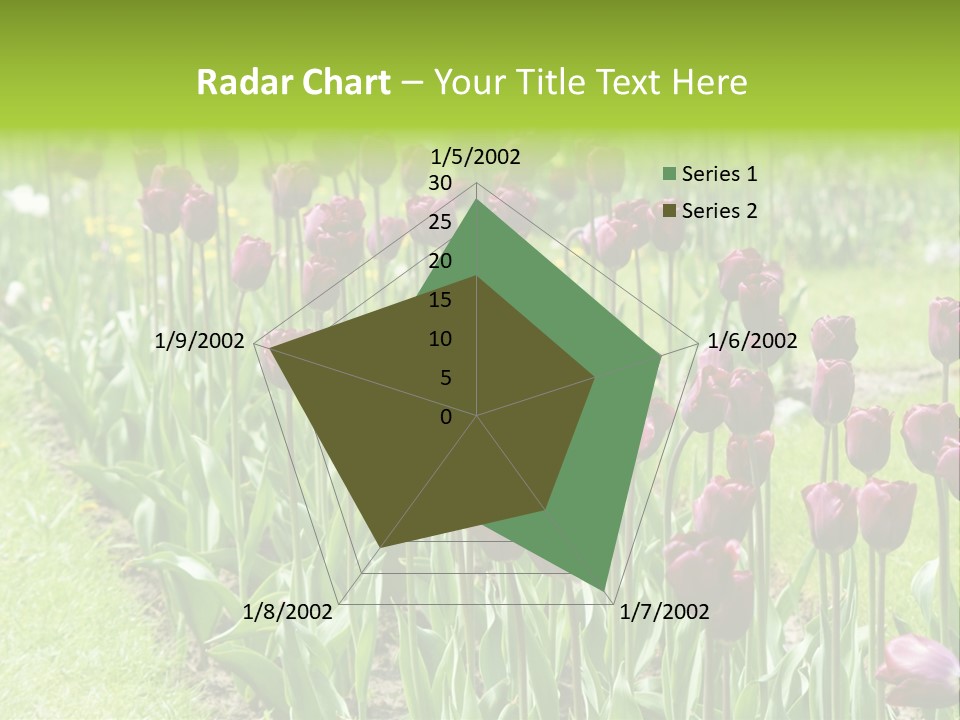 Magenta Tulips In The Garden PowerPoint Template