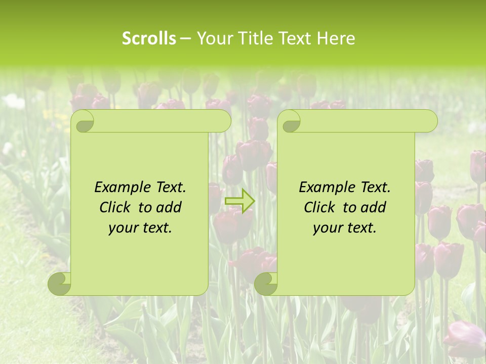Magenta Tulips In The Garden PowerPoint Template