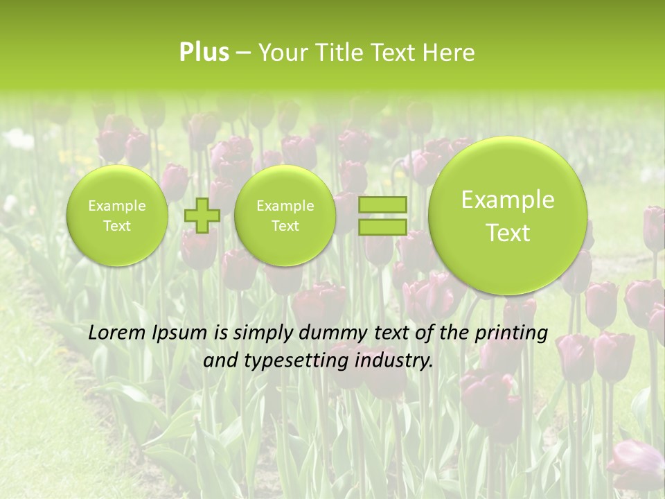 Magenta Tulips In The Garden PowerPoint Template
