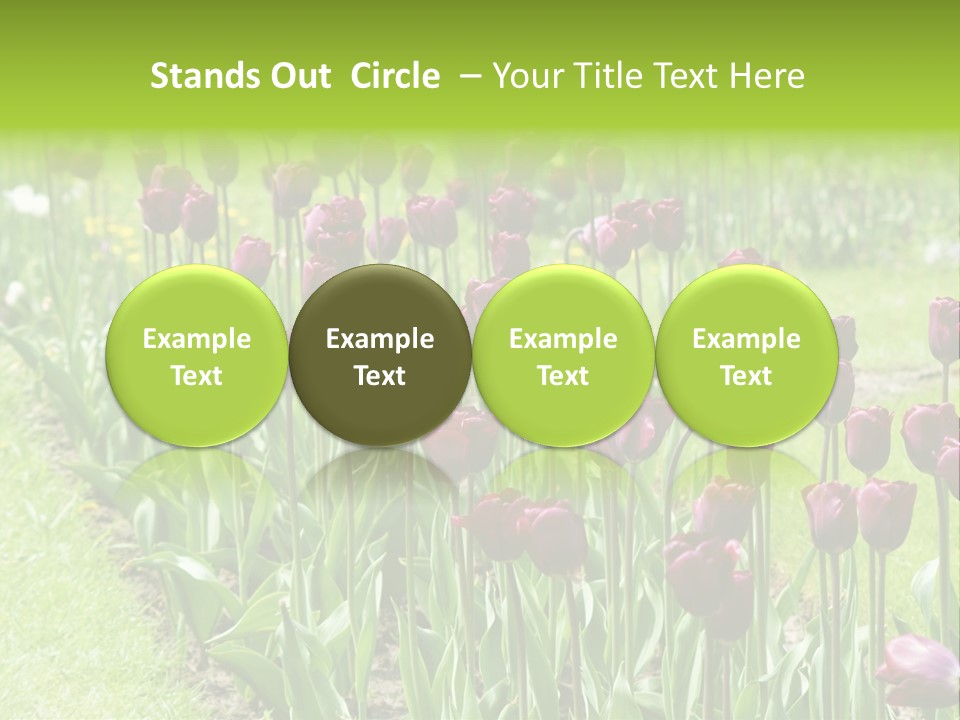 Magenta Tulips In The Garden PowerPoint Template