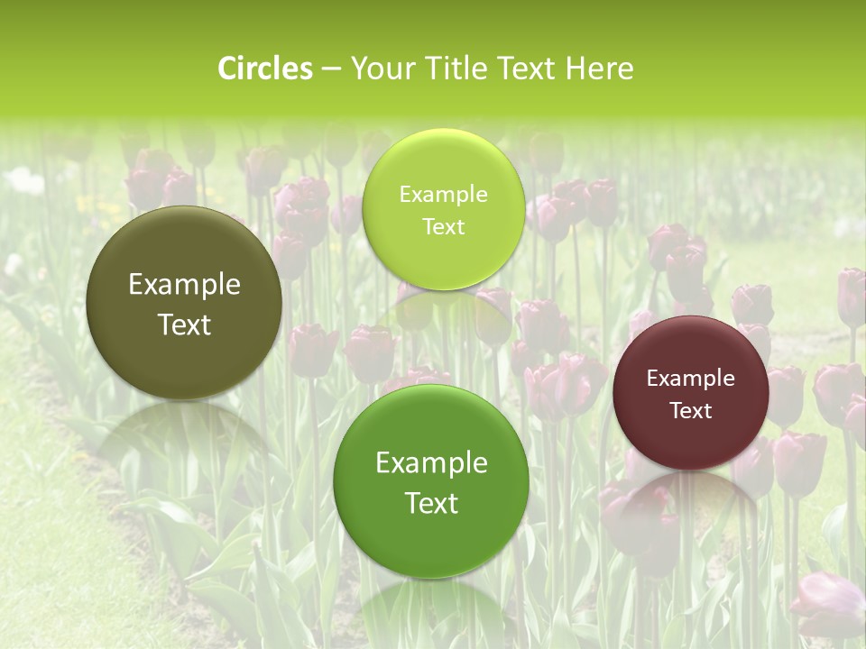 Magenta Tulips In The Garden PowerPoint Template