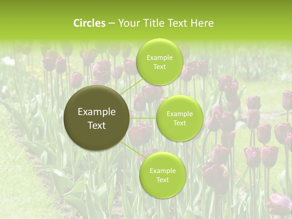 Magenta Tulips In The Garden PowerPoint Template