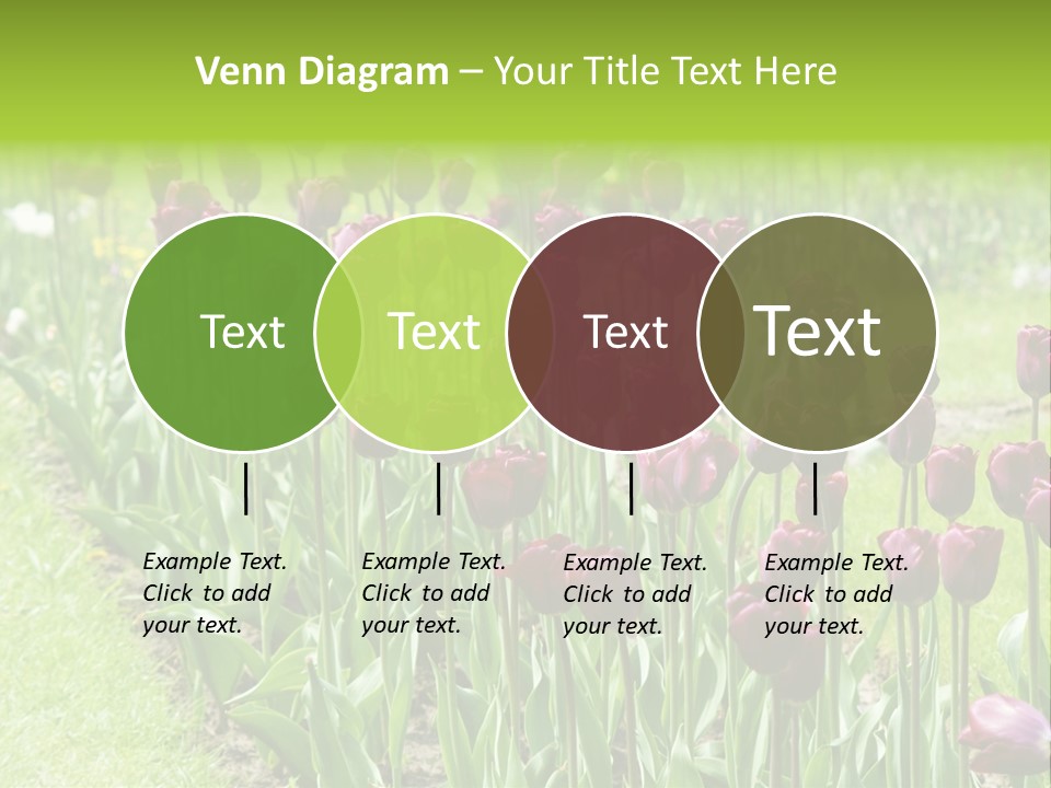 Magenta Tulips In The Garden PowerPoint Template