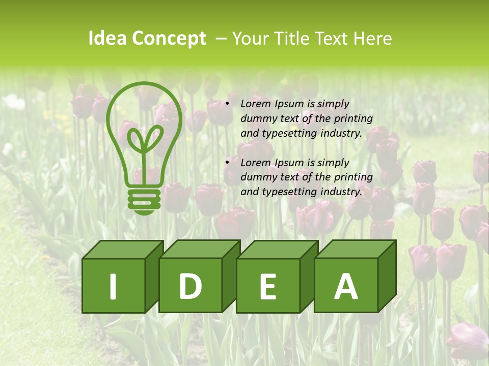 Magenta Tulips In The Garden PowerPoint Template