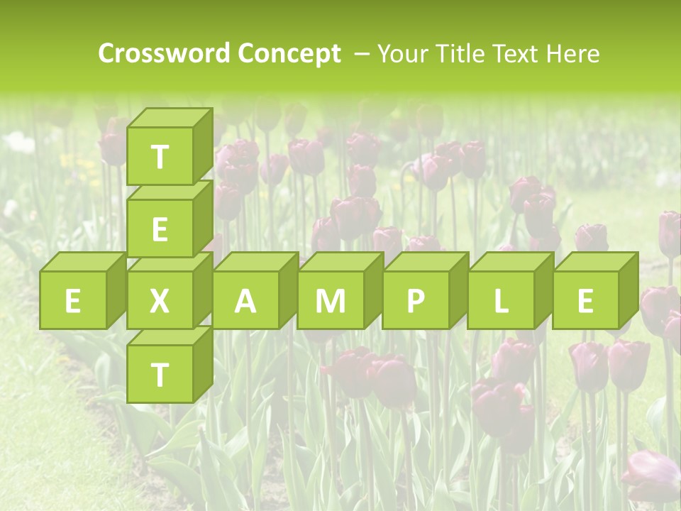 Magenta Tulips In The Garden PowerPoint Template