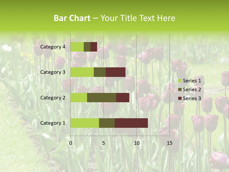 Magenta Tulips In The Garden PowerPoint Template