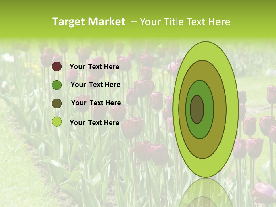 Magenta Tulips In The Garden PowerPoint Template