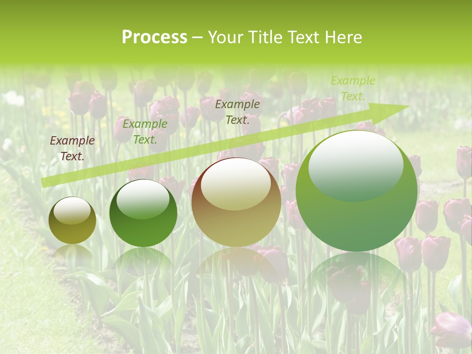 Magenta Tulips In The Garden PowerPoint Template