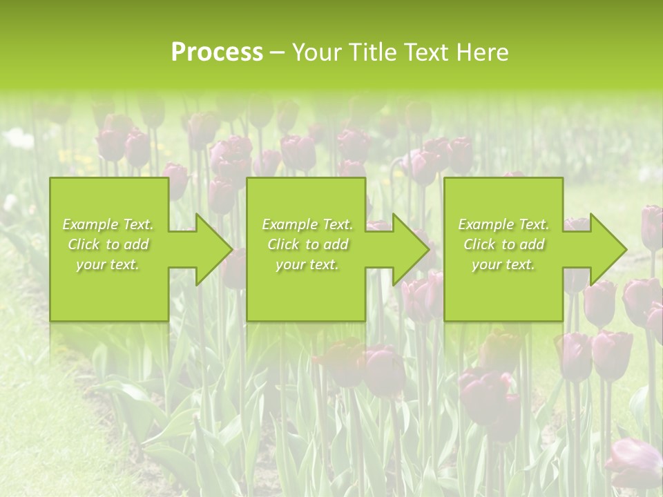 Magenta Tulips In The Garden PowerPoint Template