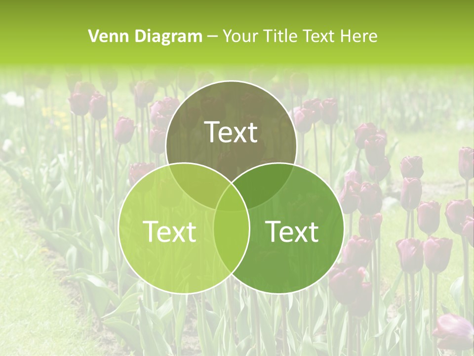 Magenta Tulips In The Garden PowerPoint Template