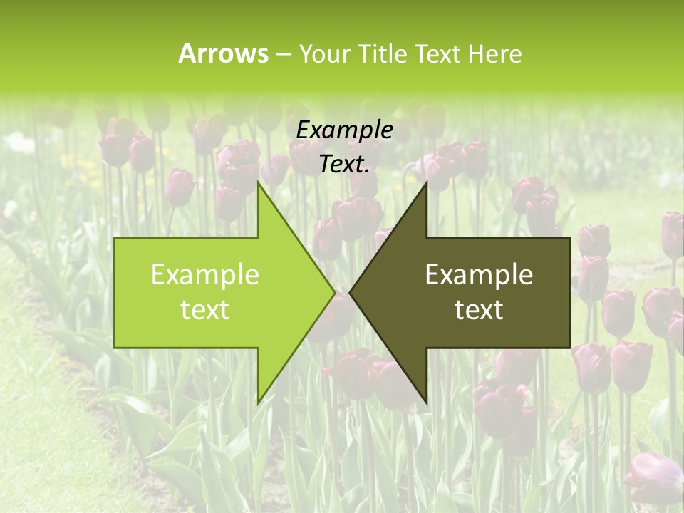 Magenta Tulips In The Garden PowerPoint Template