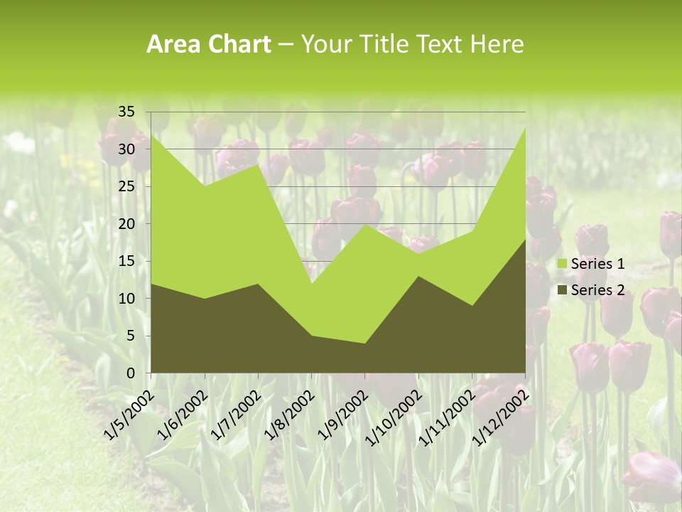 Magenta Tulips In The Garden PowerPoint Template