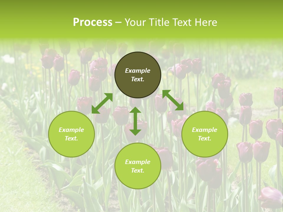 Magenta Tulips In The Garden PowerPoint Template