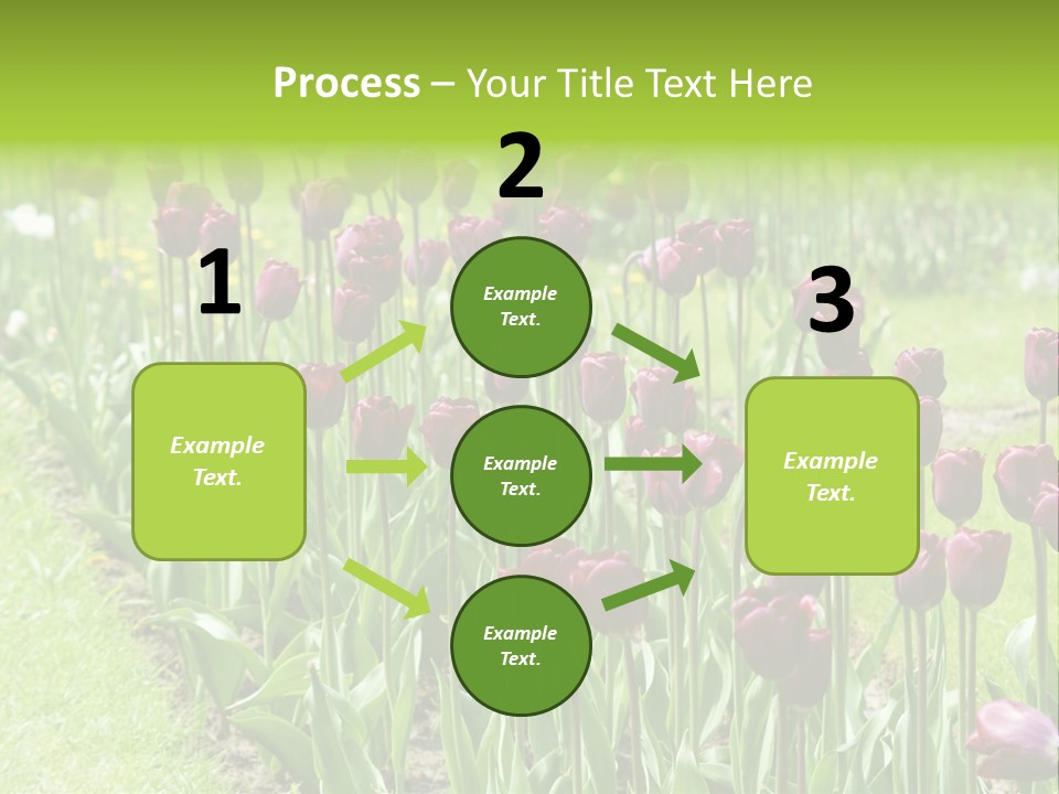 Magenta Tulips In The Garden PowerPoint Template