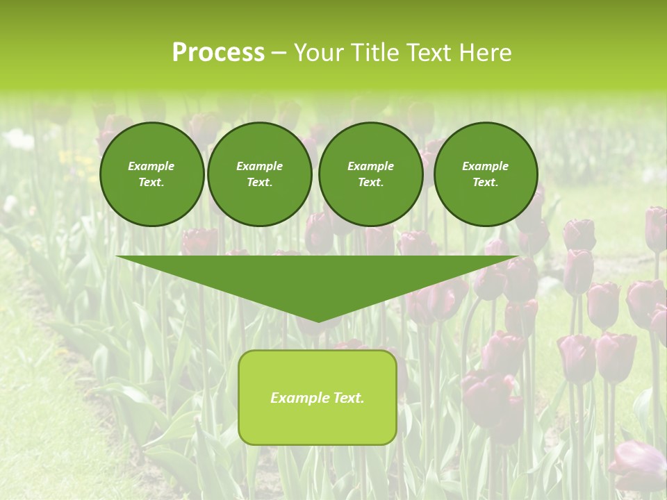 Magenta Tulips In The Garden PowerPoint Template
