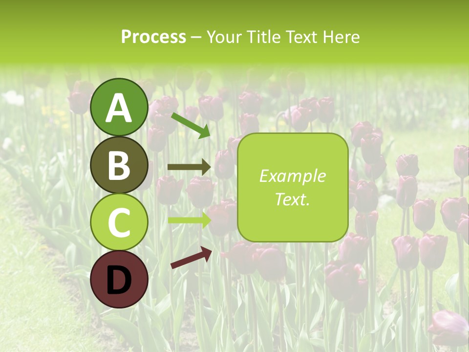 Magenta Tulips In The Garden PowerPoint Template