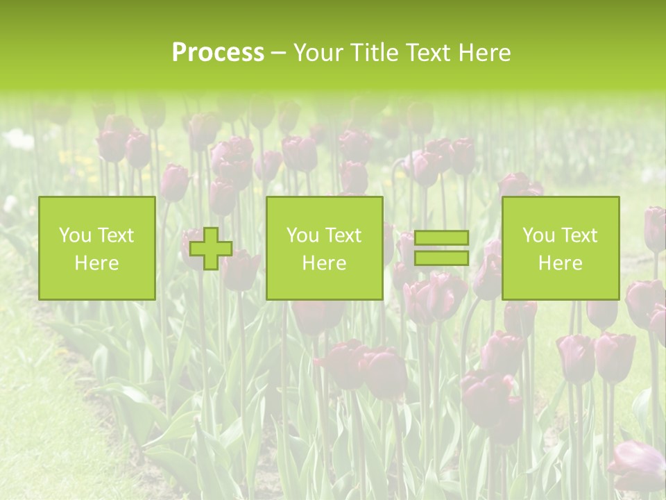Magenta Tulips In The Garden PowerPoint Template