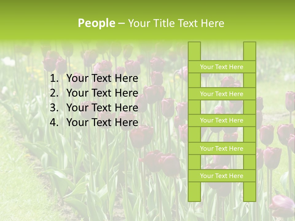 Magenta Tulips In The Garden PowerPoint Template