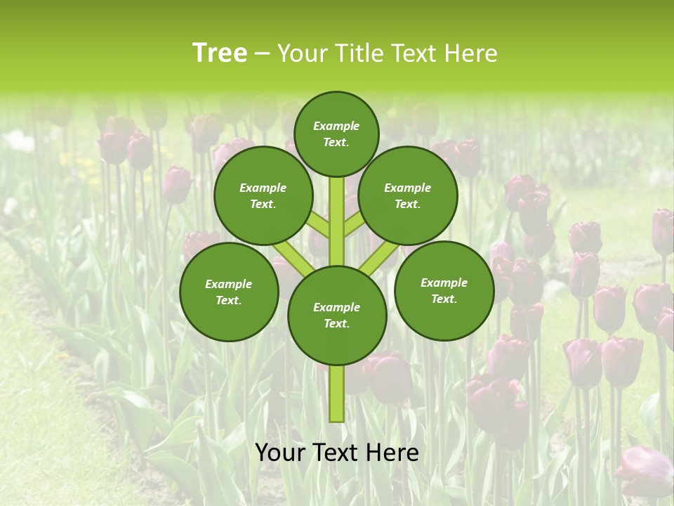 Magenta Tulips In The Garden PowerPoint Template