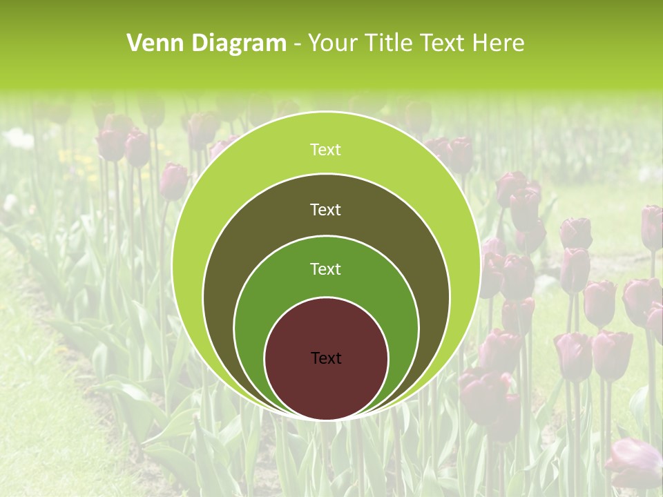 Magenta Tulips In The Garden PowerPoint Template