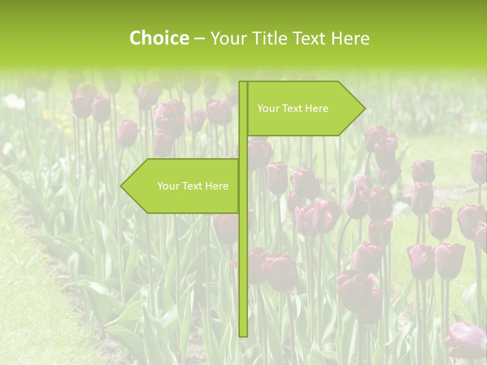 Magenta Tulips In The Garden PowerPoint Template