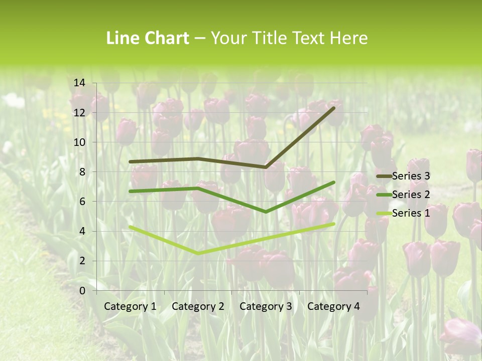 Magenta Tulips In The Garden PowerPoint Template