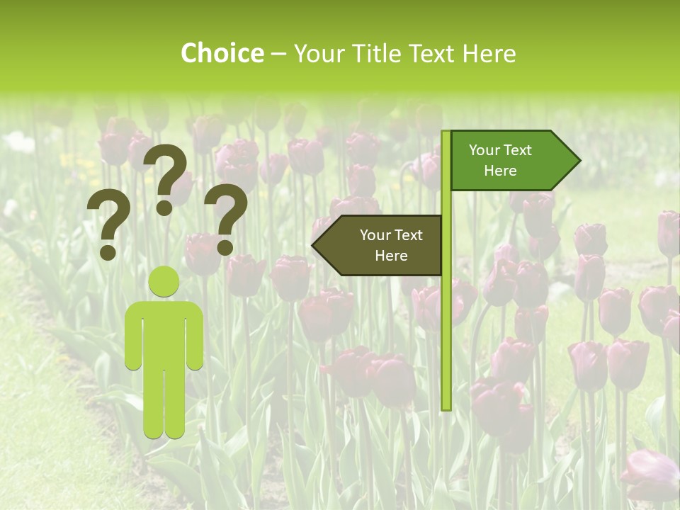 Magenta Tulips In The Garden PowerPoint Template