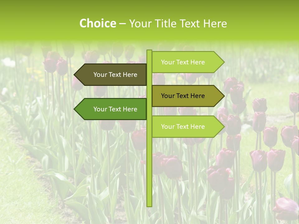 Magenta Tulips In The Garden PowerPoint Template