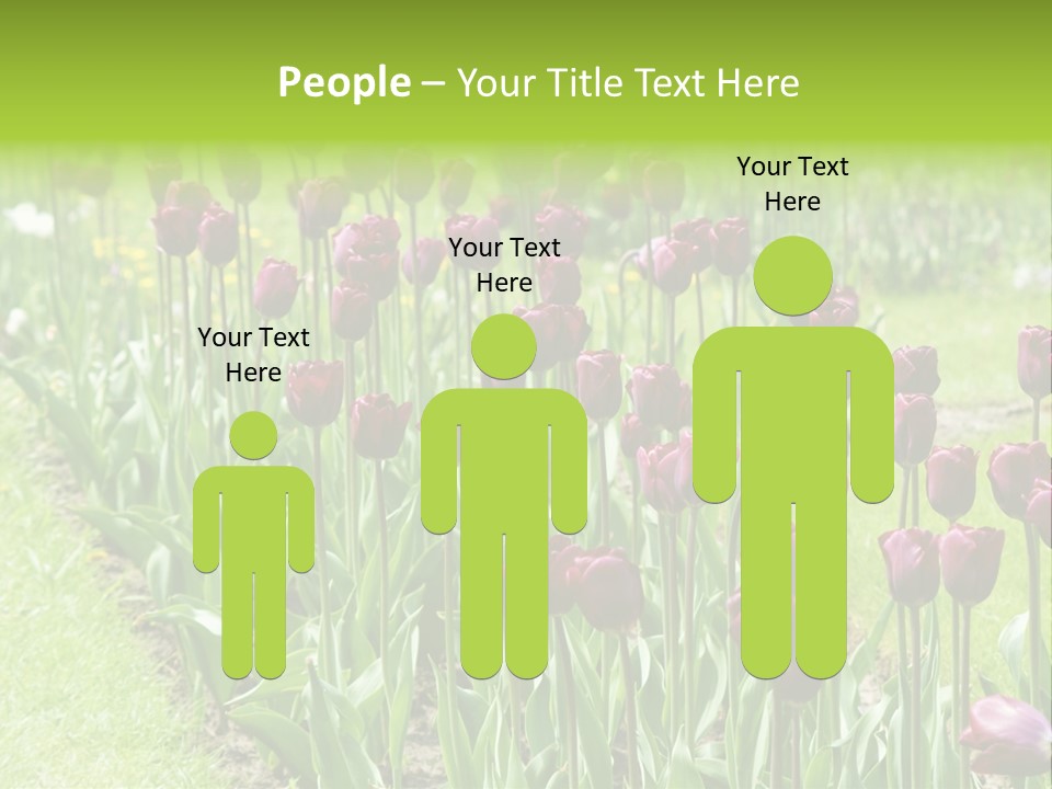 Magenta Tulips In The Garden PowerPoint Template