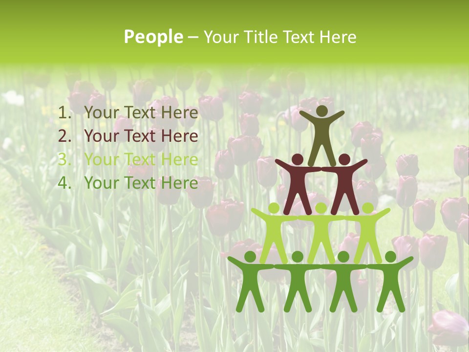 Magenta Tulips In The Garden PowerPoint Template