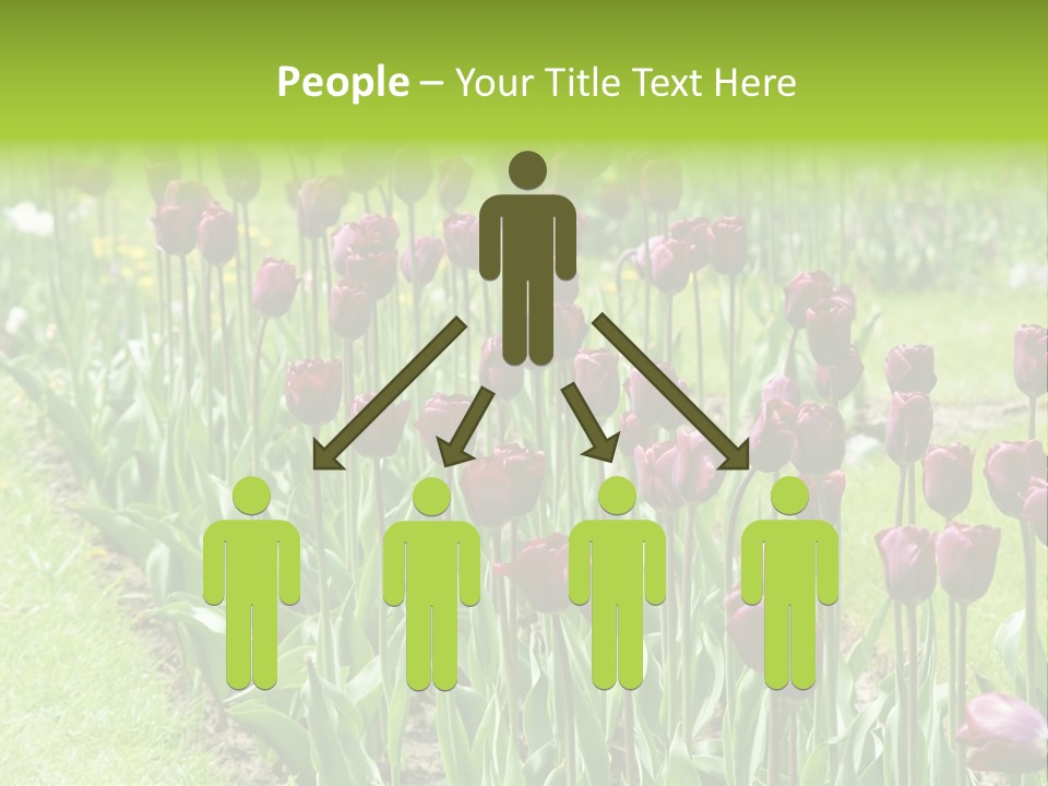 Magenta Tulips In The Garden PowerPoint Template