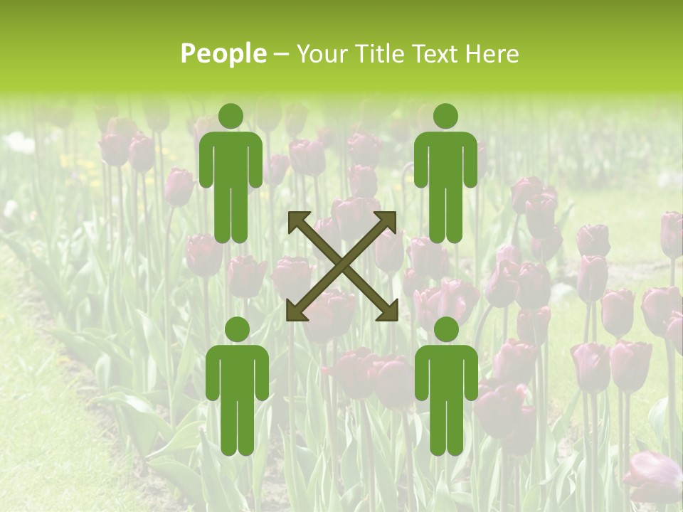 Magenta Tulips In The Garden PowerPoint Template