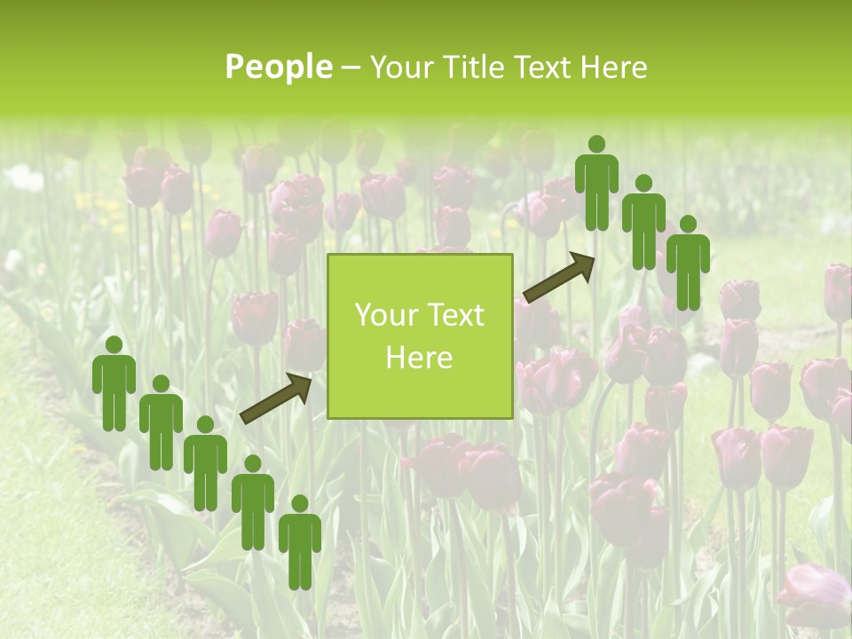 Magenta Tulips In The Garden PowerPoint Template