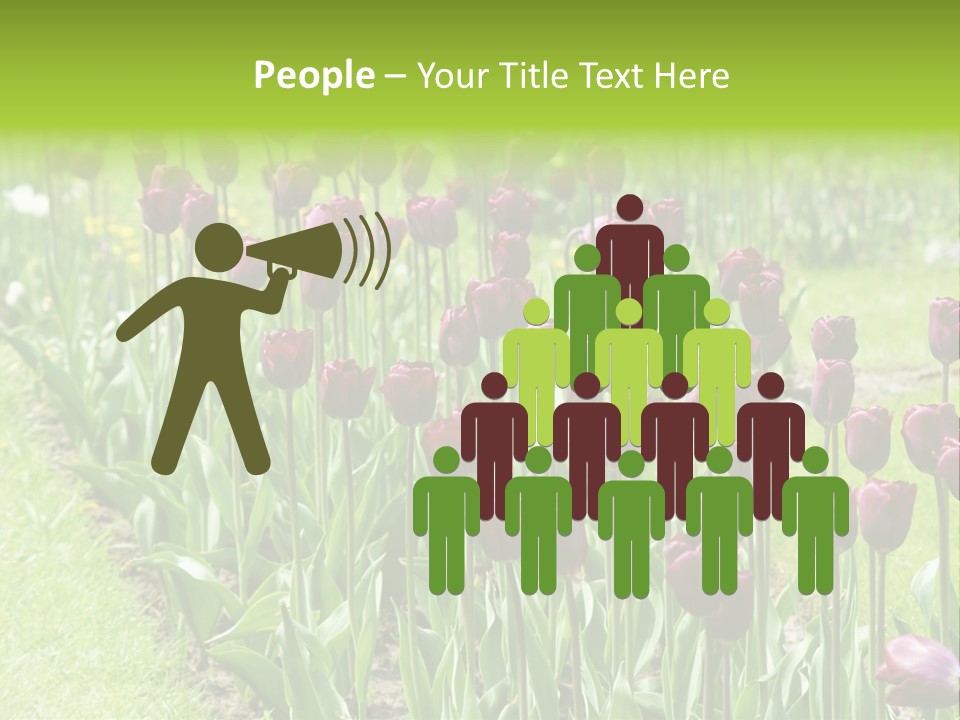 Magenta Tulips In The Garden PowerPoint Template