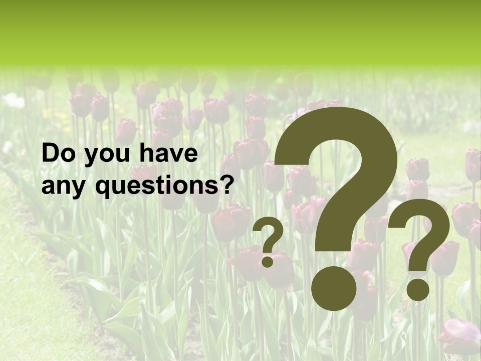 Magenta Tulips In The Garden PowerPoint Template