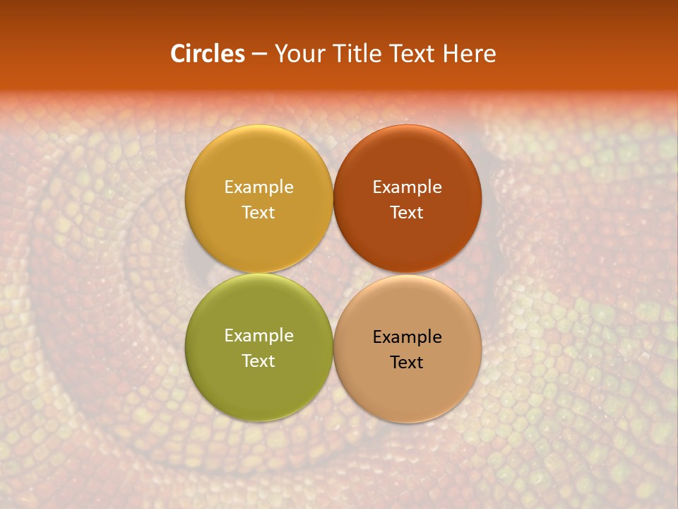 Detailed Close-Up Of The Curled-Up Tail Of A Panther Chameleon. PowerPoint Template